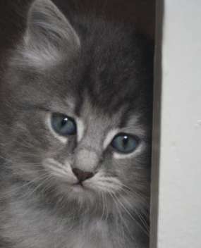 Blue Tabby Siberian Forest kitten