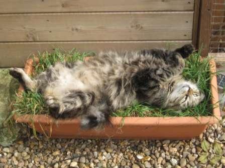 Siberian cat relaxing