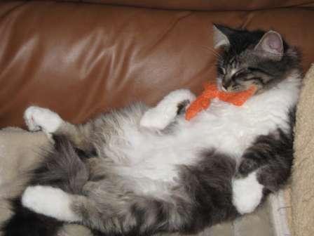 Brown Tabby and white Siberian cat