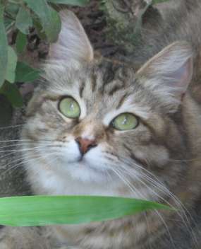 Brown Tortie Tabby Siberian Cat