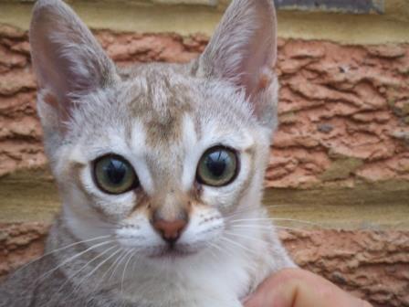 Singapura cat