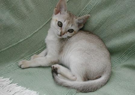 Singapura kitten