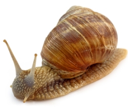 snail causes lung worm