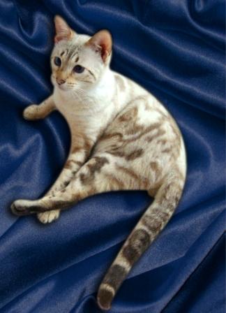 snow Bengal cat