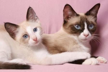 Snowshoe kitten and Cat