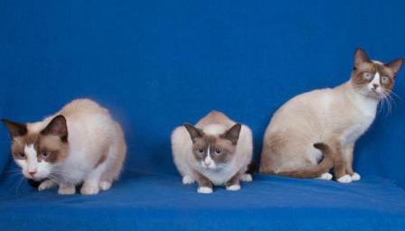 snowshoe cats