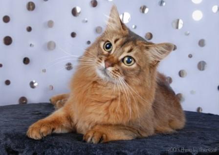 ruddy Somali cat