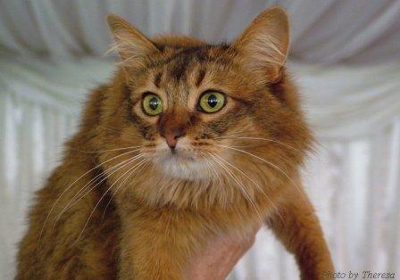 somali cat, ruddy color