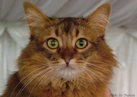 somali cat, ruddy color