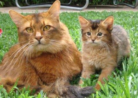 Somali cat and kitten