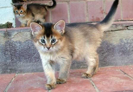 ruddy Somali kitten