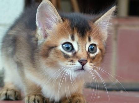 ruddy Somali kitten