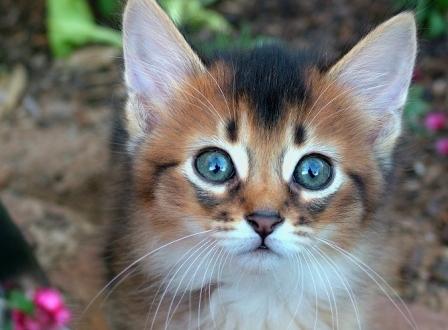 ruddy Somali kitten