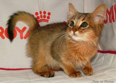 ruddy Somali kitten