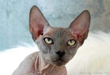 blue Sphynx cat