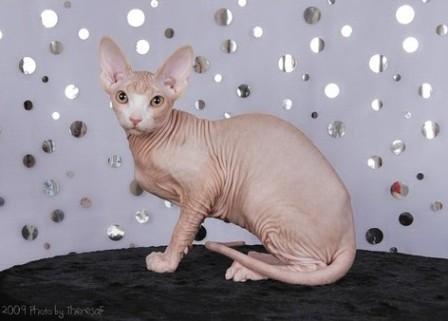 Sphynx cat