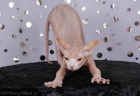 Sphynx Cat