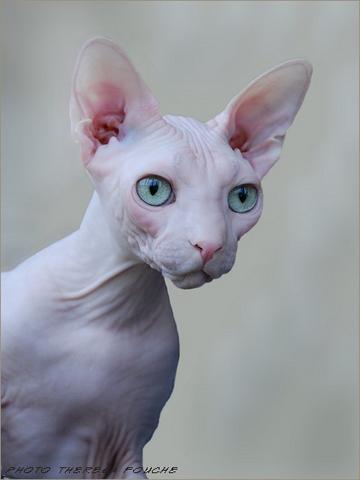 Sphynx - Pr Exposed Neobells Gandolf, bred by Anthony and Theresa Aldum