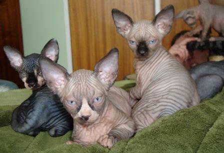 Sphynx kittens