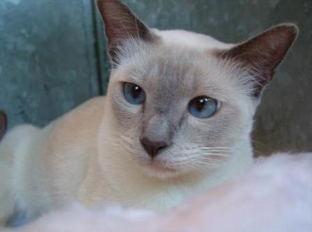 tonkinese cat blue point