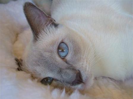 blue point Tonkinese cat