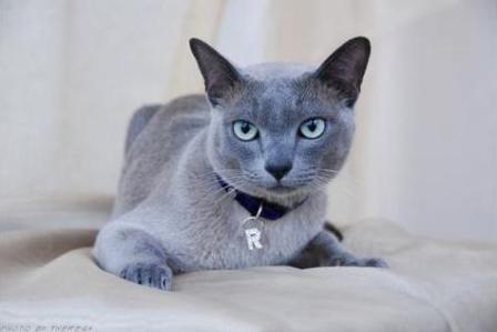 solid blue Tonkinese cat
