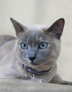 blue mink Tonkinese cat