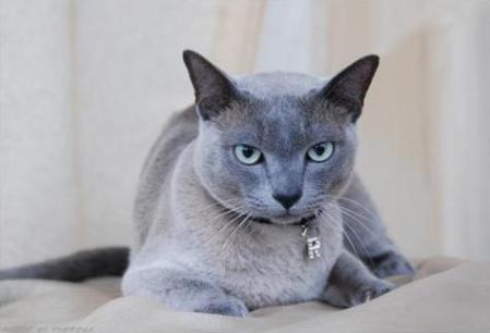 tonkinese