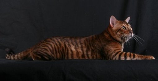 Toyger cat a domestic cat breed