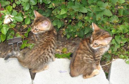 Toyger kittens 8 weeks