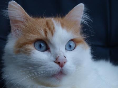 auburn Turkish Van cat