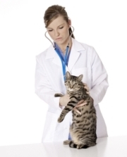 vet examining cat