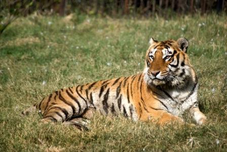 a wild Bengal Tiger the inspiration behind the Toyger