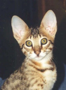 brown Serengeti kitten