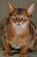 abyssinian cat