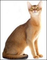 abyssinian cat