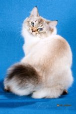 american bobtail