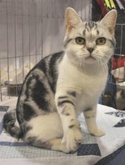 american shorthair cat