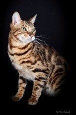 bengal cat