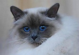 birman cat with blue eyes