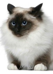 longhaired birman cat