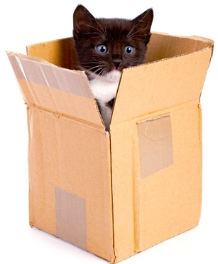 black cat in box black cat in box