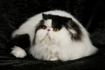 Black Harlequin Persian Cat