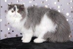 blue harlequin persian cat