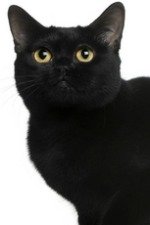 black bombay cat
