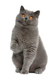 british shorthair - blue cat