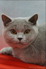 british shorthair cat