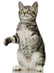 british shorthair kitten