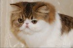 Brown Mackerel Tabby Persian