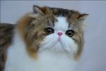 Brown Tabby Mackerel Bi-Color Persian